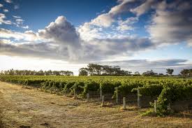 Australia vineyard