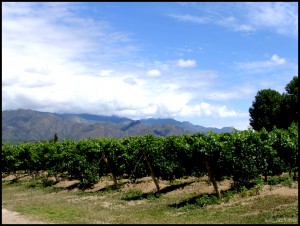 Cafayate vineyards