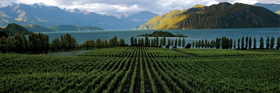 New Zealand wine