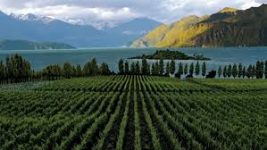 New Zealand Chardonnay