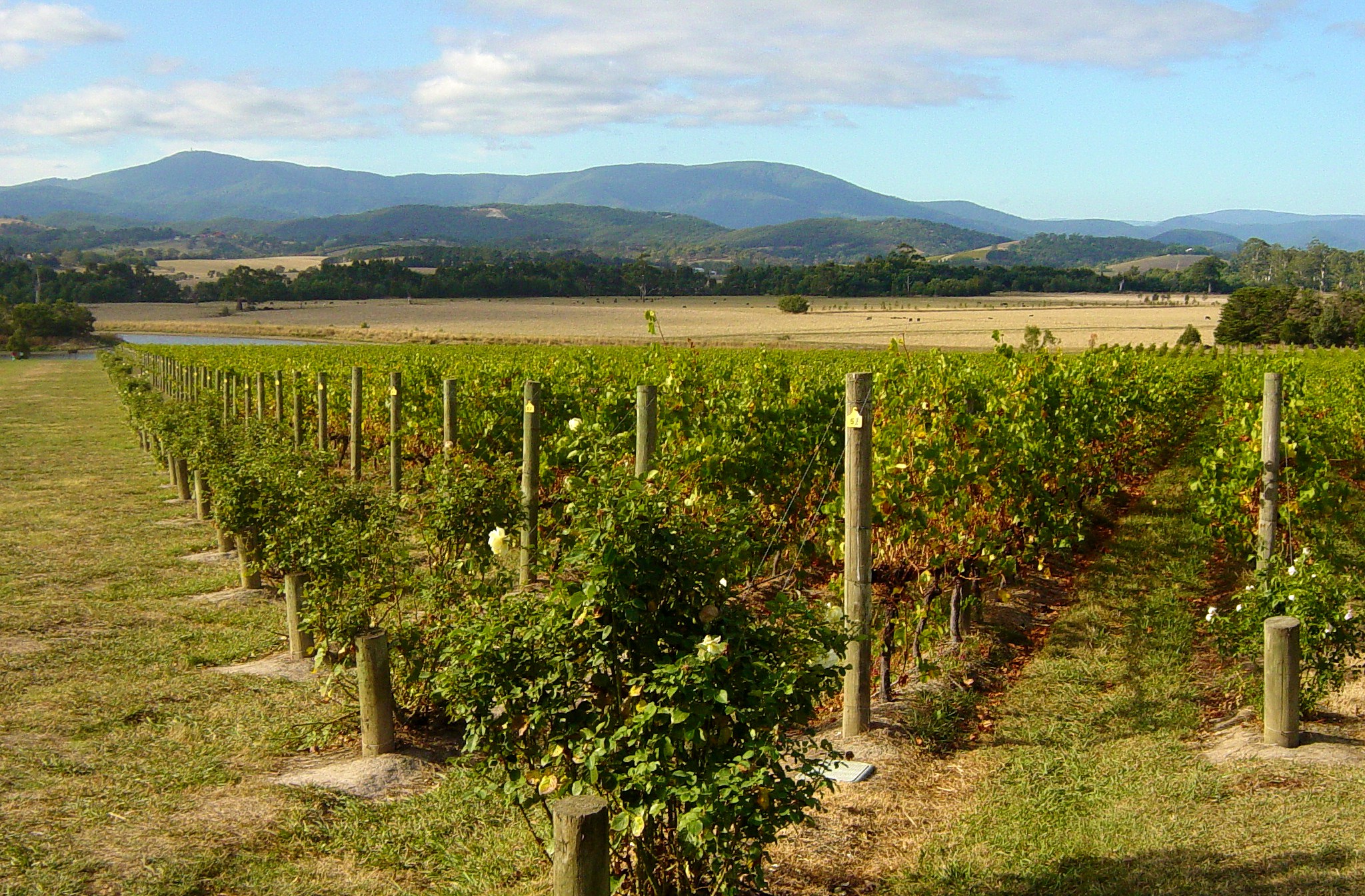 S-E Australia vineyard