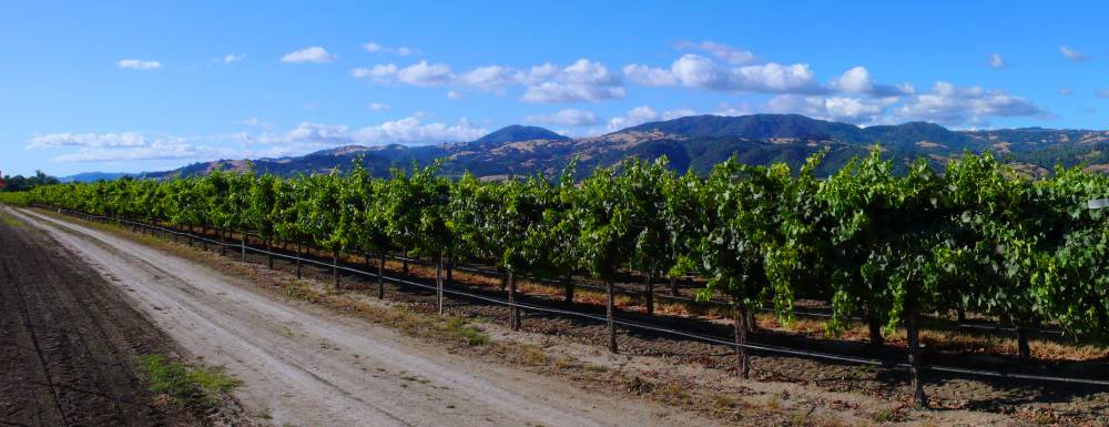 Sonoma County wine