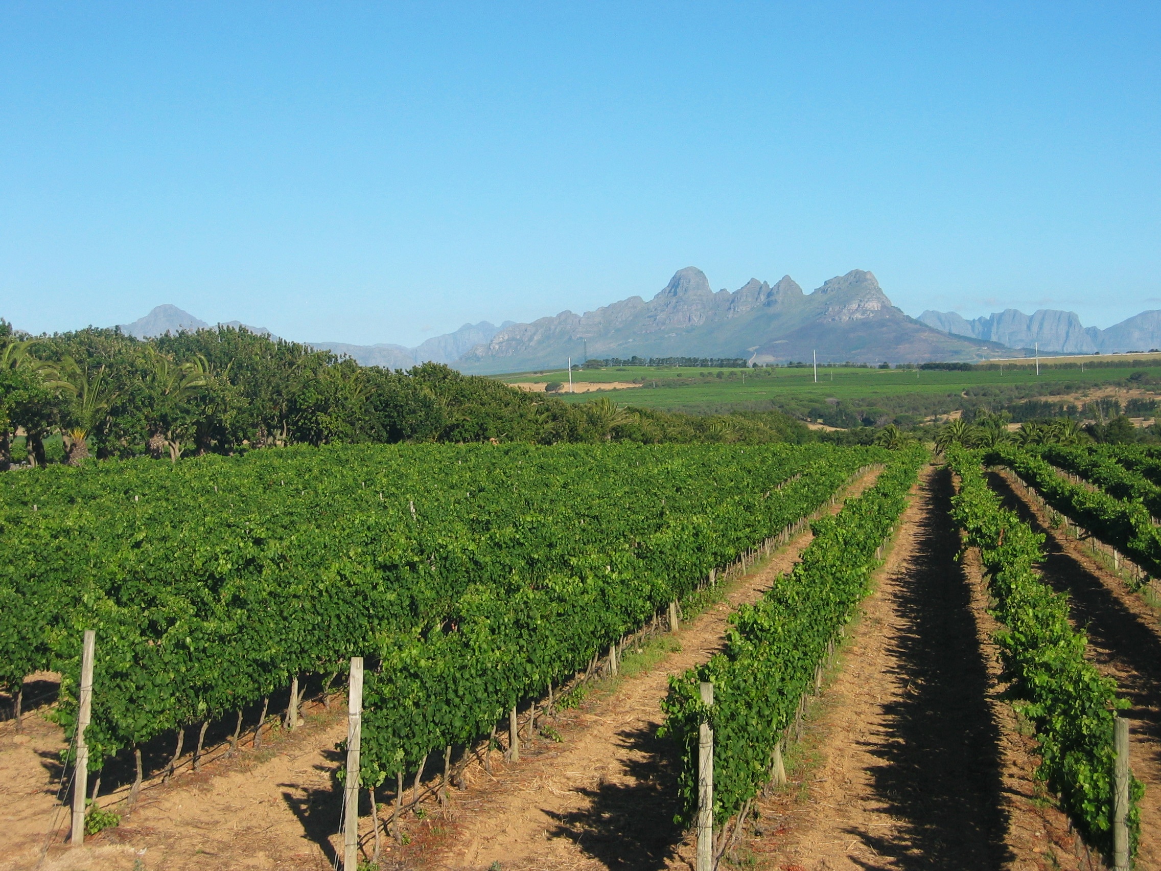 SA vineyards