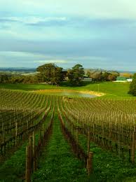 adeliade hills wine reviews