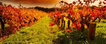 barossa valley wine
